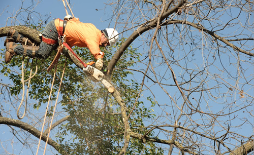 Arnoldo's Tree Service