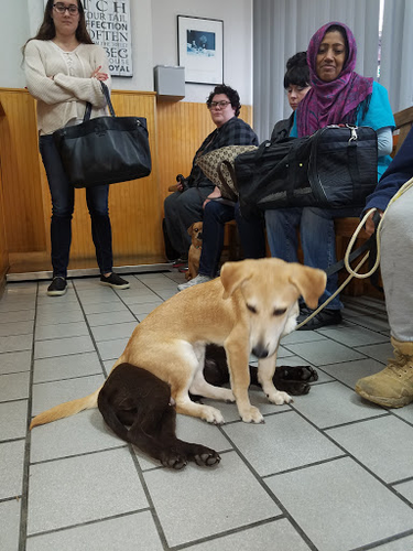 Astoria Veterinary Group