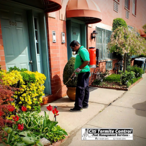 Citi Termite Control