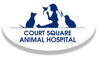 Court Square Animal Hospital